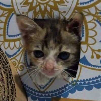 bulunyaluis's profile picture. 26-09-2023 | Diary of Luna | @bulunyaluis on IG