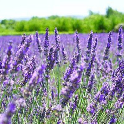 LilianaSLR's profile picture. 