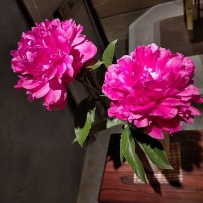 hhhana_022's profile picture. 日々の想いや出来事をつらつらと書き連ねます。ただのつぶやきです。