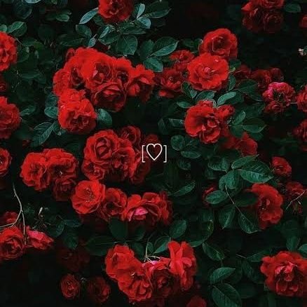 beeeeeeeeena's profile picture. Our last pages???