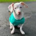 Animal Highlight (@animalhighlight) Twitter profile photo Animal Highlight (@animalhighlight) Twitter profile photo
