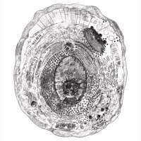 David Bryder (@stemcellbryder) 's Twitter Profile