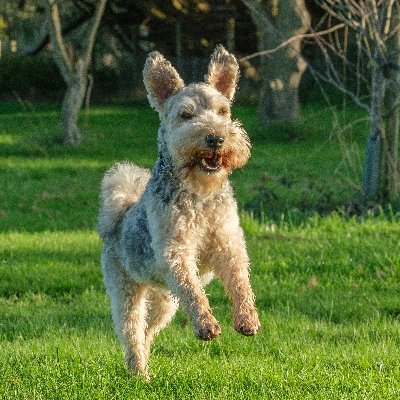 I'm a cheerful chap who loves to play football, dig holes, chase water from the hose...and slurp milkshake bubbles! No politics please...I'm a doglet!