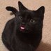 G E T O U T (@bloodnesscat) Twitter profile photo G E T O U T (@bloodnesscat) Twitter profile photo