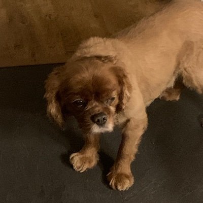 Alfiemorri57367's profile picture. 