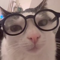 Baby (Gato con Botas Stan Acc)(@mapache_exe) 's Twitter Profile Photo