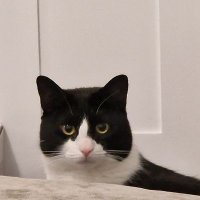 Aguli (@aguli16) 's Twitter Profile