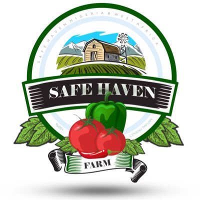 We Farm Bell peppers 🫑 and other Vegetables using Soil-less hydroponics methods.. 📧 safehavenfarmlagos@gmail.com