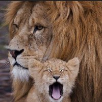 warrior woman 🙋♀️♥️✝️👨👩👧🇺🇲 (@cancelbyroar) 's Twitter Profile Photo warrior woman 🙋♀️♥️✝️👨👩👧🇺🇲 (@cancelbyroar) 's Twitter Profile Photo