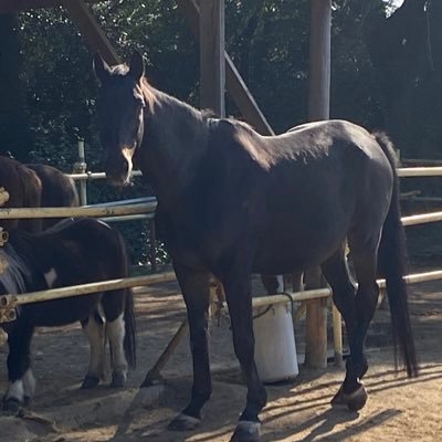 障害レース、ベテラン勢が気になります🐴