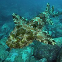 wobbegong(@teppichhai) 's Twitter Profile Photo