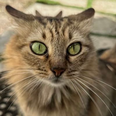 theunkowngamer4's profile picture. 