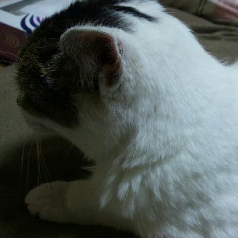 hcfc2629's profile picture. ４月から看護師です(*^^*) 猫ちゃん、甘味だいすき、でもﾀﾞｲｴｯﾄ中(仮)