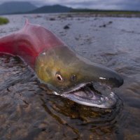 FishySalmon (@fishysalmon907) 's Twitter Profile