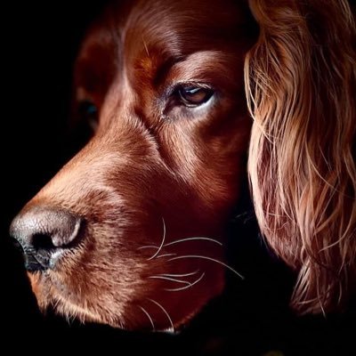 Sillysally1979's profile picture. reward based ethical dog training.