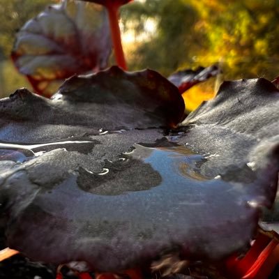 SppinOnChlorine's profile picture. random in all. but question great unique undefinable knowledge.