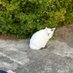 ねこ (@merry_pink_144) Twitter profile photo ねこ (@merry_pink_144) Twitter profile photo