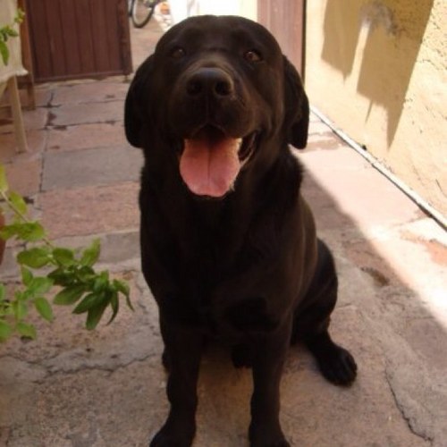 alex_pedraza's profile picture. 