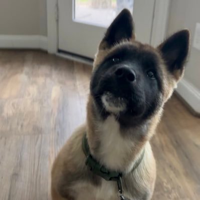 Piplup is a Akita puppy who is 4 months old!!!