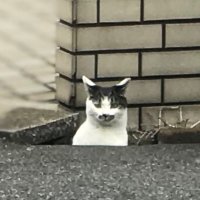 バモ (@vamosuke) 's Twitter Profile