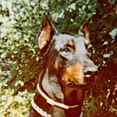 MAGA, TRUMP WON, 1A, 2A and the whole Constitution! Love my dogs!