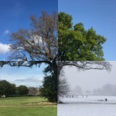 Exeter Trees (@exetertrees) 's Twitter Profile
