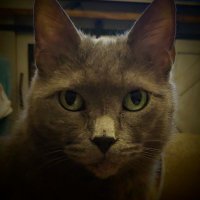 PrinceOfCats (@adam_bomb29) 's Twitter Profile