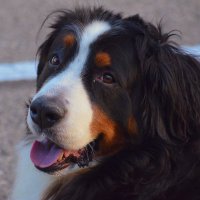 maggie(@maggie_bernese) 's Twitter Profile Photo