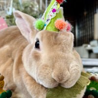つくね🐰 (@udonko_hendrix) 's Twitter Profile