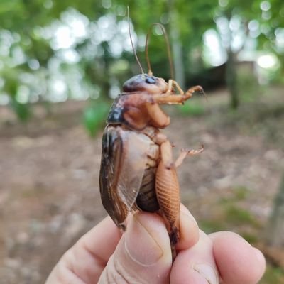 Luckyhoder's profile picture. Cryptocurrency is my passion and My life
Chuyên gia săn GEM