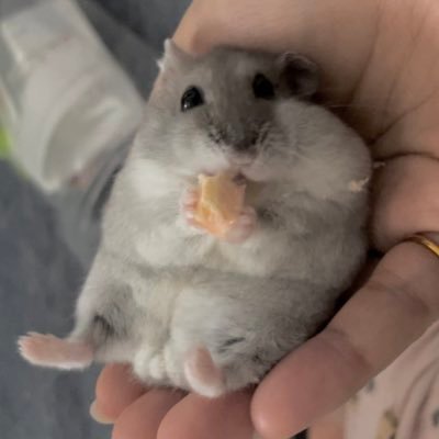 hamham_hamster_ Profile Picture