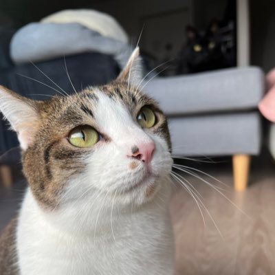 Johnny_Now_'s profile picture. 勝手にフォローする癖があります。 モンハンnowの投稿にはいいね👍します。たまに噛みます。フォロバ歓迎🙌