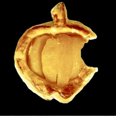 TdexyC's profile picture. Apple信者です😊 吉野家の唐揚げ旨い‼️とか、全く役に立たないツィートして喜んでいる、やばいおっさんです😗  3歩進んで4歩下がる…ムーンウォークで…🚶‍♀️