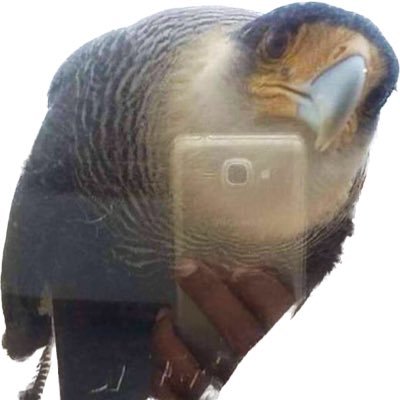 i know this look like bot account but bird is real bird just trust me bro im bird official true and real