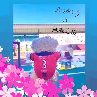 ぽー🌸セレサポさんのプロフィール画像