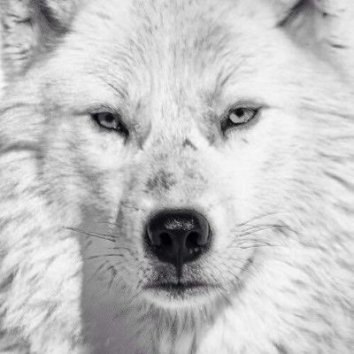 Werewolf_vs Profile Picture