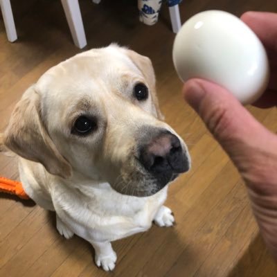 waca_pu's profile picture. 2021年11月生まれのラブラドールレトリバー 若♂の日常を綴ります🦮