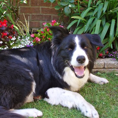 Colliedogwalker's profile picture. 