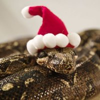 Lucky Snake (@luckysnake8) 's Twitter Profile