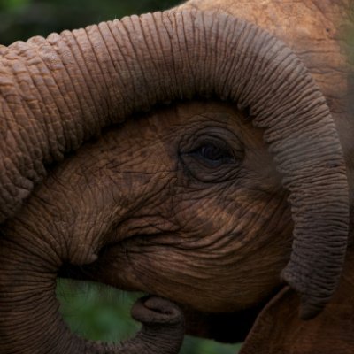 anna_baginskaya's profile picture. 🐘🐘🐘