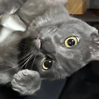 ทาสแมวบางเวลา(@ntpluvcats) 's Twitter Profile Photo