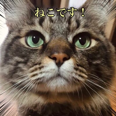 foo5656659191's profile picture. コスメ・ヘアケア・スキンケア・ファッション👚猫🐈懸賞🎁大好きです😘❤️無言フォロー大歓迎❤️インスタ・LIPSも相互OK🙆‍♀️LIPS→ https://t.co/IC6emygXsc