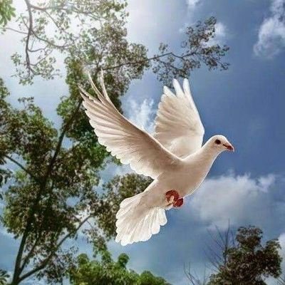 sanaullah034538's profile picture. 