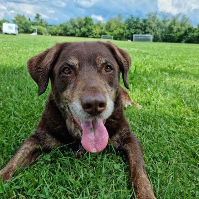 76Geppert's profile picture. I teach kids
Caregiver to an elderly good boy
Si vis pacem para bellum