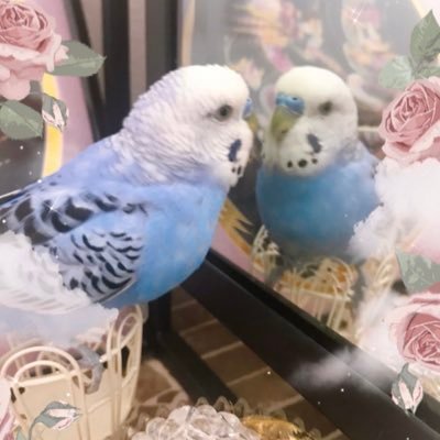 動物好き♪🐶M･ダックスフンド♡🐰レッキス ♡🕊セキセイインコ♡飼ってます✩.*˚心理学♡引き寄せ✩潜在意識♡仕事は幼児教育とハンドメイド作家♡毎日をHappy＆心地よく♡藤井風くんにハマりました♡営業目的のDMはご遠慮下さい🙏🏻