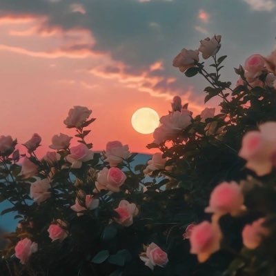 crunchi_720's profile picture. Alpha Uno