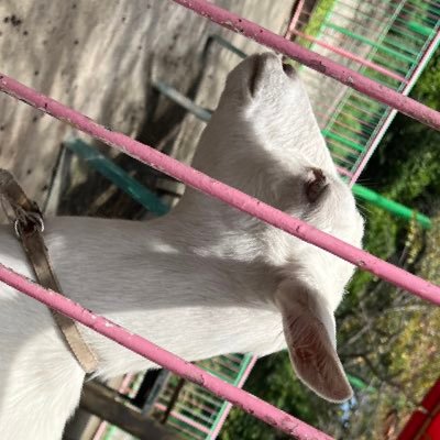 とかちー　・w・さんのプロフィール画像