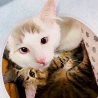 5ニャンズ(+1) (@haru2019kai2020) 's Twitter Profile Photo 5ニャンズ(+1) (@haru2019kai2020) 's Twitter Profile Photo