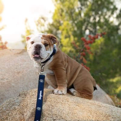 Follow the adventures of Jack the Bulldog, the mascot of @Georgetown University.