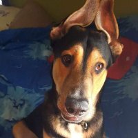 husker Trumper 69 (@andrewboli88176) 's Twitter Profile